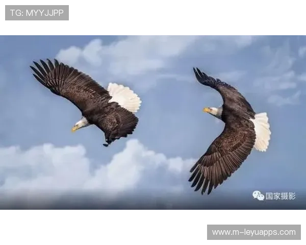 海鹰外接手状态火热,全队势头高涨,海鹰什么意思 海鹰外接手状态火热,全队势头高涨,海鹰什么意思